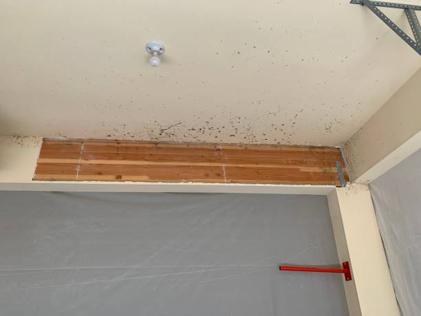 Best Biohazard Mold Removal  in Elmira Heights, NY