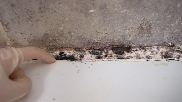 Best Residential Mold Inspection & Testing  in Elmira Heights, NY